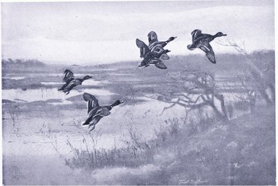A team of Mallards by Frank Southgate